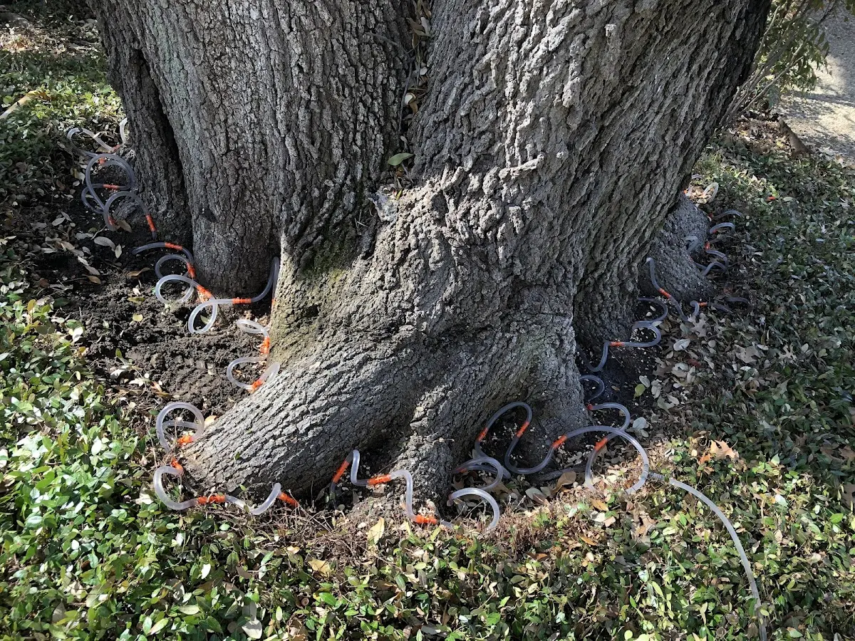 Detailed Tree Cabling and Bracing job site in Stacyville