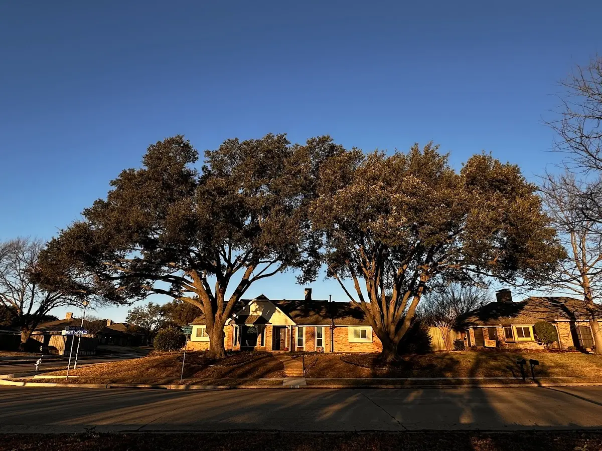 Established residential canopy tree shading a home in Stacyville